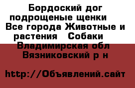 Бордоский дог подрощеные щенки.  - Все города Животные и растения » Собаки   . Владимирская обл.,Вязниковский р-н